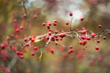 closeup sonbahar alıç bush