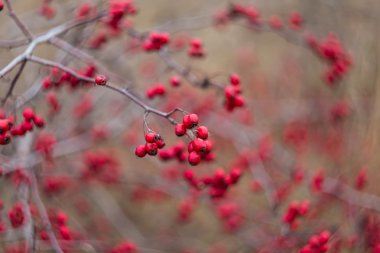 closeup sonbahar alıç bush
