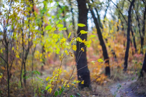 Rustige herfst bos — Stockfoto