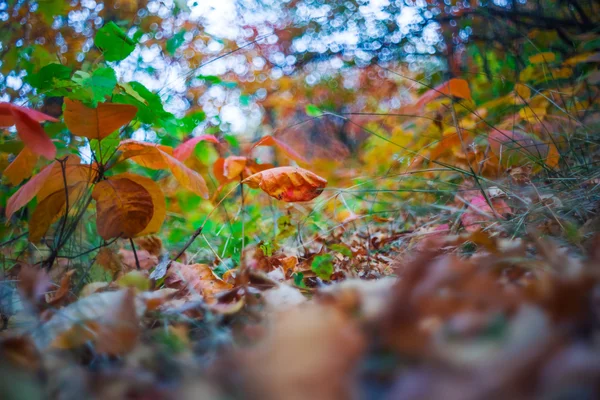 Closeup autumn leaves background — Stock Photo, Image