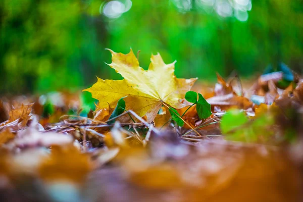 Outono seco folhas fundo — Fotografia de Stock