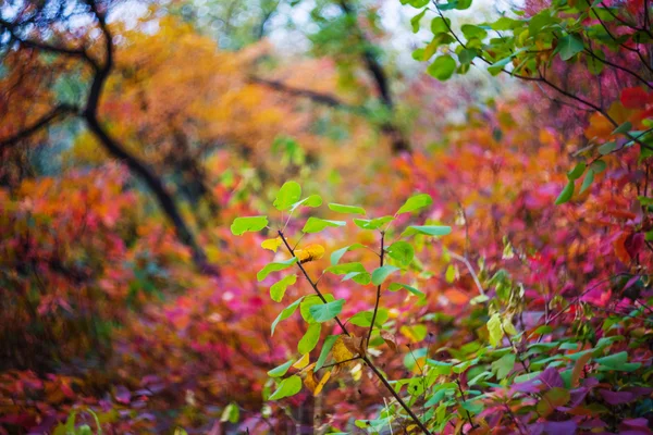 Prachtig herfstbos — Stockfoto