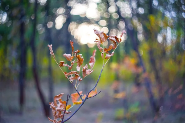 Herbst Wald Eiche Zweig — Stockfoto