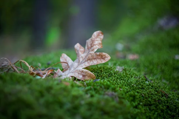 Närbild oak leaf i en moss — Stockfoto