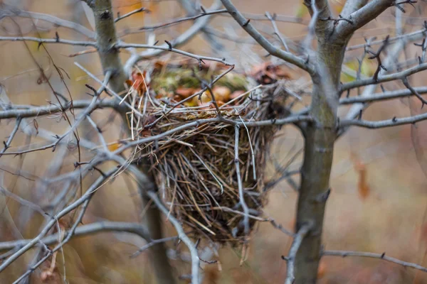 Het nest van de vogel onder een bush — Stockfoto