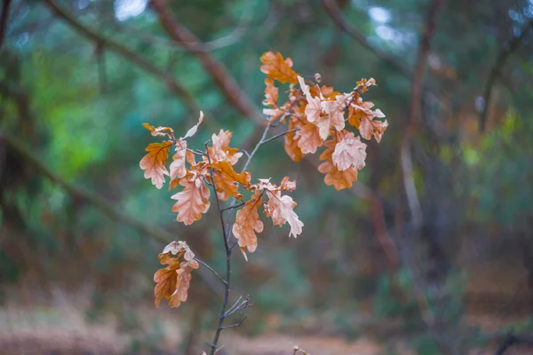 Nahaufnahme herbstlicher Ast — Stockfoto