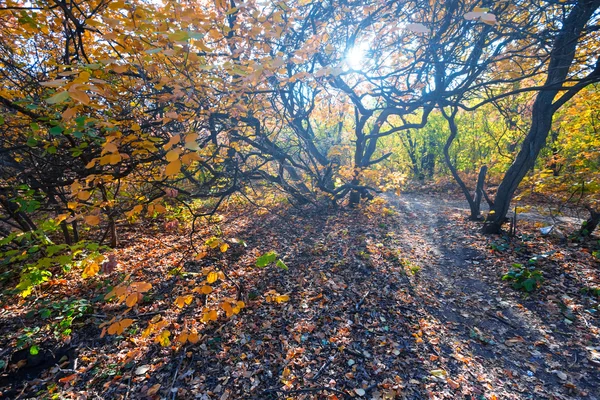 Krásná podzimní lesní scéna — Stock fotografie