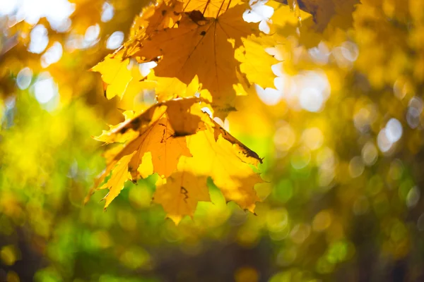 Closeup autumn tree branch — Stock Photo, Image