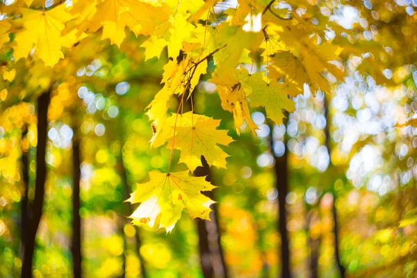 秋の森のシーンをクローズ アップ — ストック写真