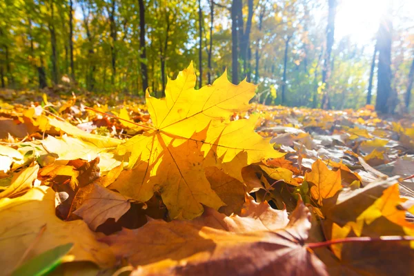Belle forêt d'automne clairière — Photo
