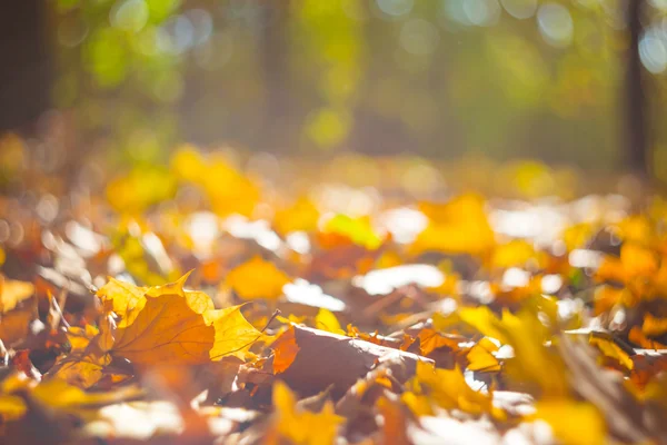 Belle forêt d'automne clairière — Photo