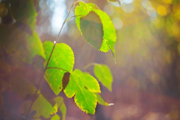 근접 촬영 녹색 나무 가지 — 스톡 사진