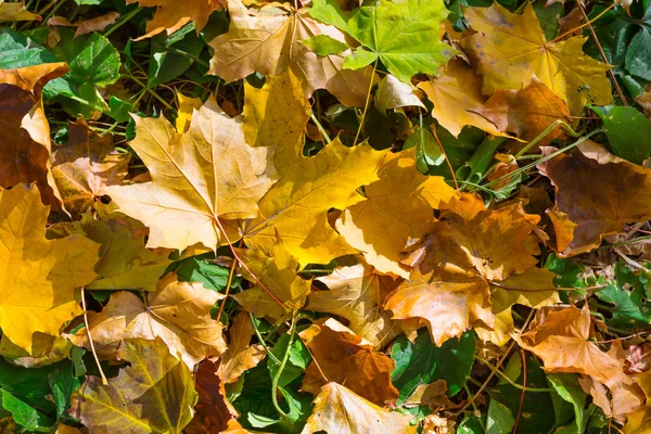 Feuilles d'automne sèches fond — Photo