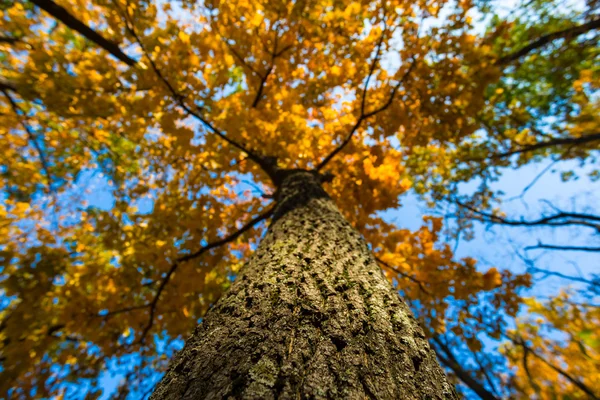 Nahaufnahme goldener Herbstbaum — Stockfoto