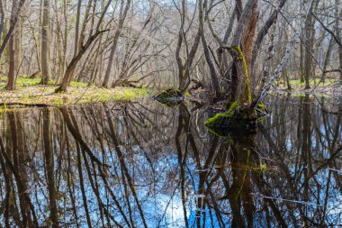 bahar bir suya yansıyan orman sular altında.
