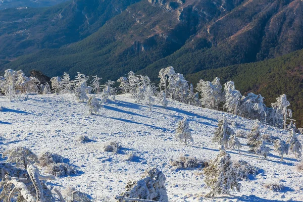 Inverno foresta montana innevata — Foto Stock