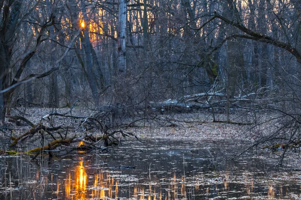 Zonsondergang over een moeras bos — Stockfoto