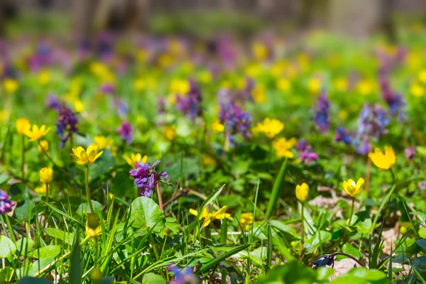 Hermosas flores de primer plano en un bosque — Foto de Stock