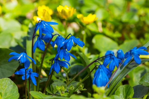 Mooie close-up blauwe bloemen — Stockfoto