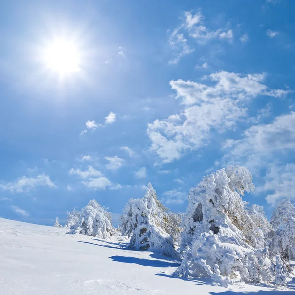Schitteren winter bos scène — Stockfoto