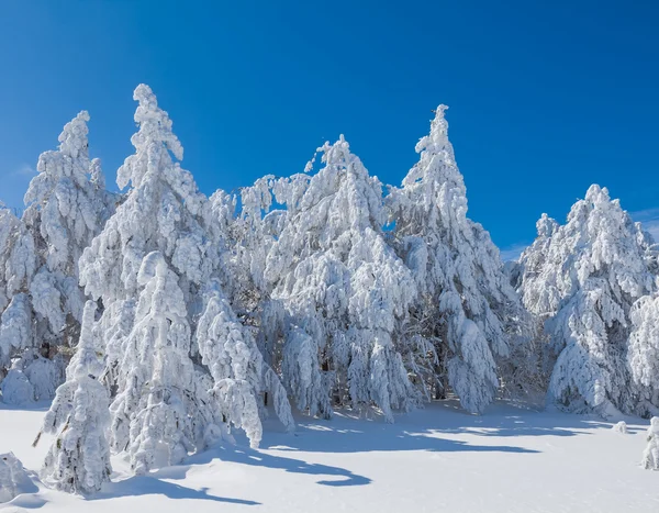 Tranquilla pineta invernale — Foto Stock