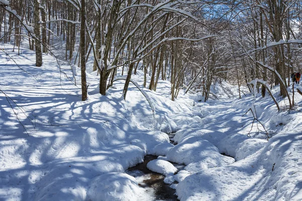 Paisaje brillante bosque de invierno — Foto de Stock