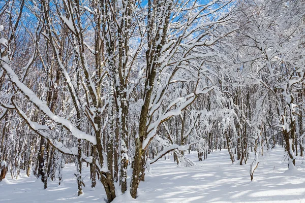 Calme hiver forêt enneigée — Photo