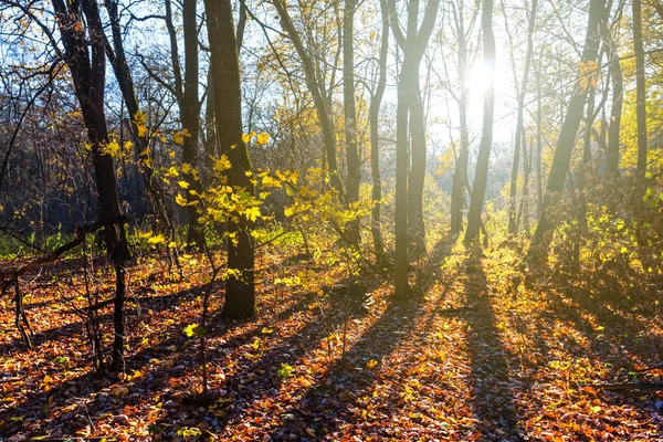 Bosque de otoño por un día soleado —  Fotos de Stock