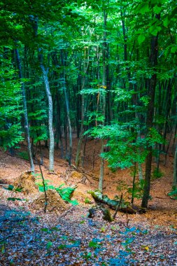Güzel sonbahar ormanı sahnesi