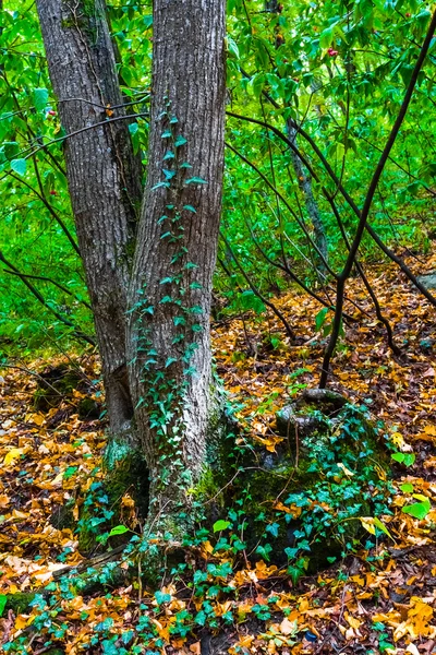 Otoño bosque de roble escena — Foto de Stock