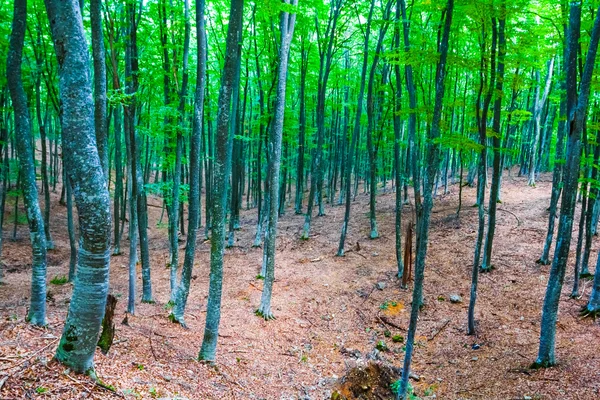 Autumn beech forest scene — Stock Photo, Image