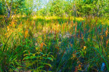 closeup yeşil orman glade