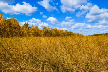 Sonbahar kuru çayır ve orman