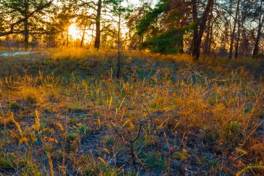 gün batımında sonbahar orman
