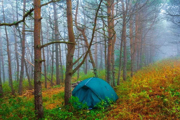 Campamento turístico en un bosque de pinos brumosos —  Fotos de Stock