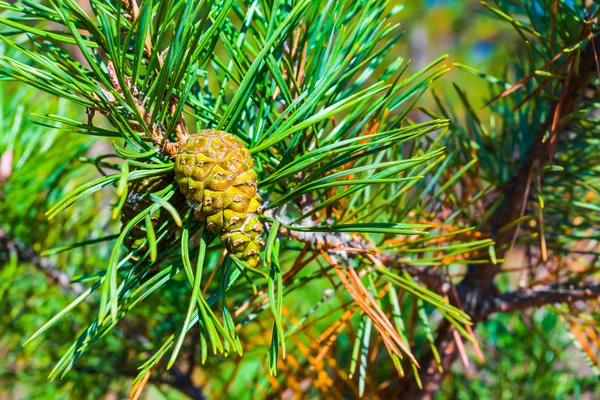 Closeup green pine branch with cone — Stock Photo, Image