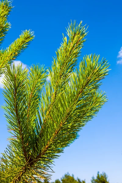 Closeup pine branch on a blue sky background — Stock Photo, Image