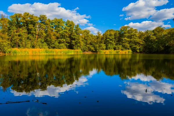 Tiché jezero mezi zelený Les — Stock fotografie