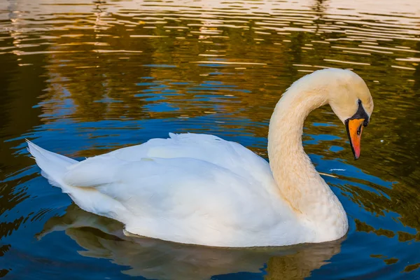 Cisne blanco en un lago —  Fotos de Stock
