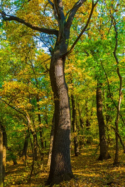 Red autumn forest scene — Stock Photo, Image