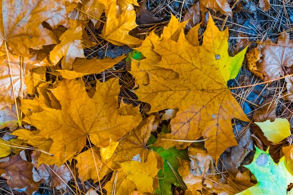 Goldene trockene Herbstblätter Hintergrund — Stockfoto