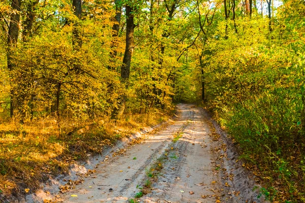 Camino de tierra a través de un bosque de otoño —  Fotos de Stock