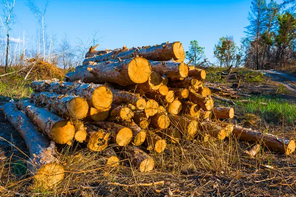 Куча ствола дерева в лесу — стоковое фото