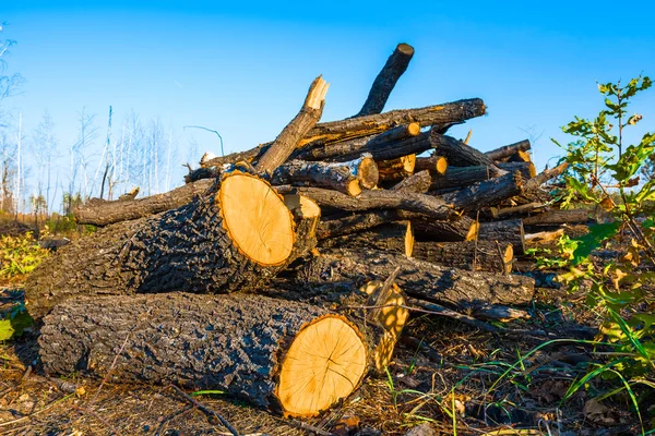 Pilha de barris de árvore em uma floresta — Fotografia de Stock