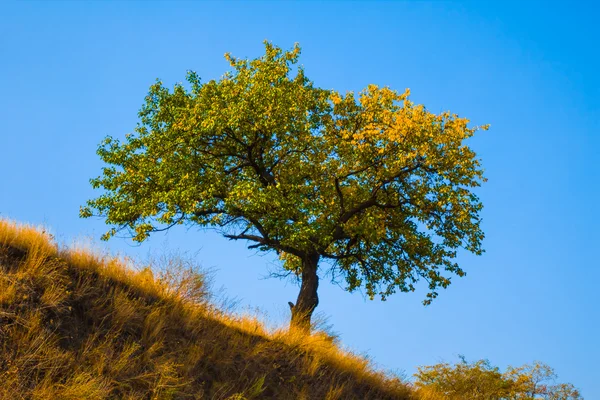 Allein grüner Baum an einem Berghang — Stockfoto