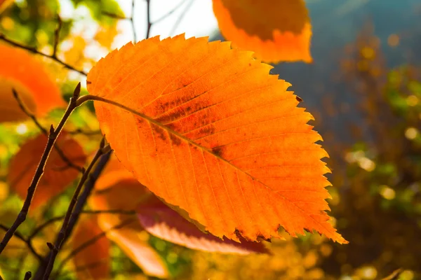 Red closeup autumn tree branch — Stock Photo, Image