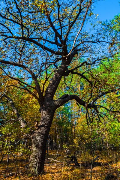秋天明亮的橡树林 — 图库照片