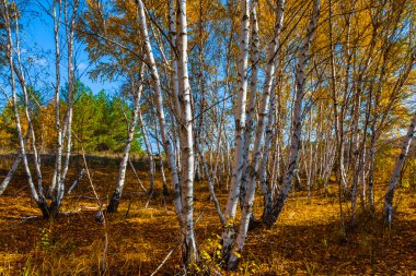 Güzel sonbahar huş ağacı ormanı