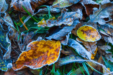arka plan dondurulmuş kuru sonbahar yaprakları