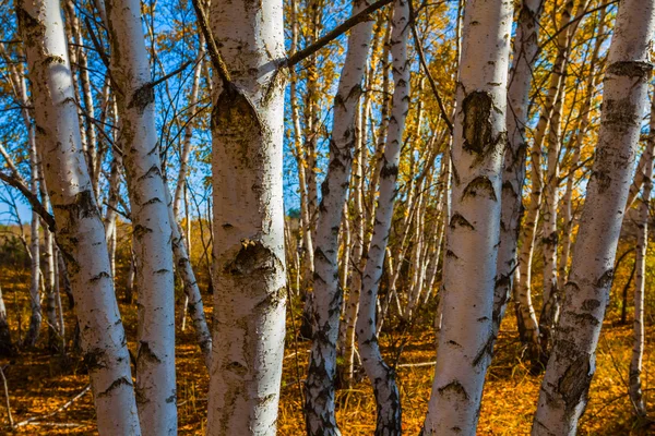 Beautiful birch grove by a autumn day — Stock Photo, Image